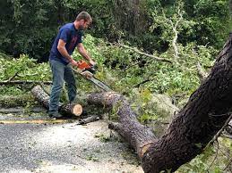 Best Tree Removal  in College Park, GA